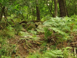 Felci sul Monte Perone 