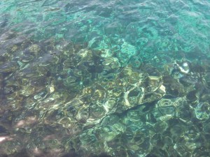 Trasparenze a Cala Levante