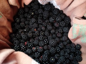 Raccolta di more a ferragosto