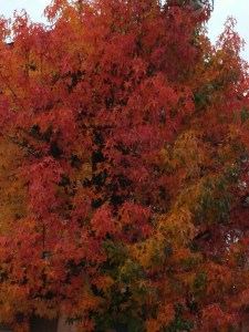 Tavolozza di colori autunnali nelle campagne delle Langhe
