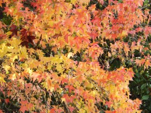 Tavolozza di colori autunnali nelle campagne delle Langhe