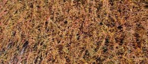 Tavolozza di colori autunnali nelle campagne delle Langhe