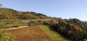 Tavolozza di colori autunnali nelle campagne delle Langhe