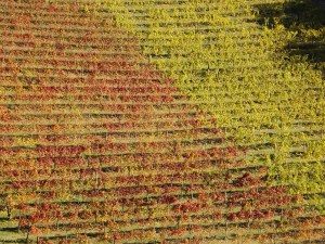 Tavolozza di colori autunnali nelle campagne delle Langhe