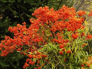 Tavolozza di colori autunnali nelle campagne delle Langhe