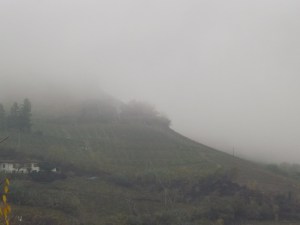 Nebbiolina quasi sempre presente in autunno