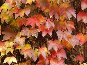 Tavolozza di colori autunnali nelle campagne delle Langhe