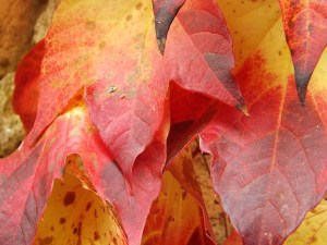 Tavolozza di colori autunnali nelle campagne delle Langhe