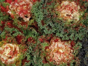 Broccoli ornamentali al mercato di Diano D'Alba